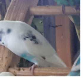 Lost Budgerigar