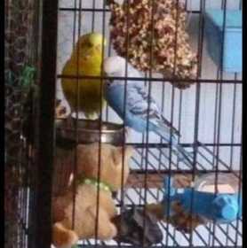 Lost Budgerigar