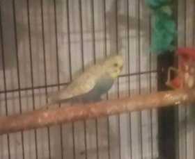 Lost Budgerigar