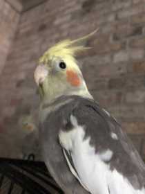 Lost Cockatiel