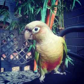 Lost Conure