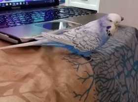 Lost Budgerigar