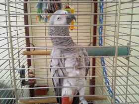 Lost African Grey