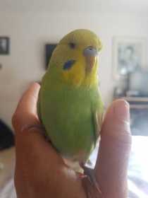 Lost Budgerigar