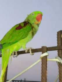 Lost Alexandrine