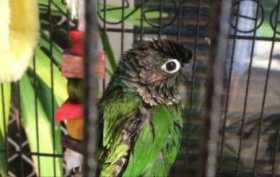 Lost Conure