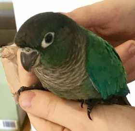 Lost Conure