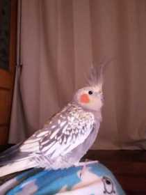 Lost Cockatiel