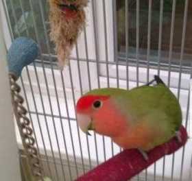 Lost Lovebird