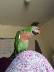 Lost Mustached / Moustached Parakeet