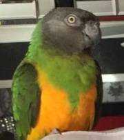 Lost Senegal