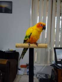 Lost Conure