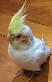 Lost Cockatiel