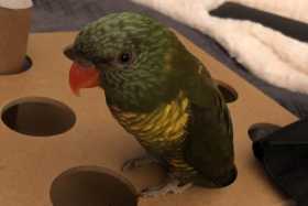 Lost Lory / Lorikeet