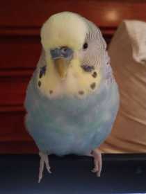 Lost Budgerigar