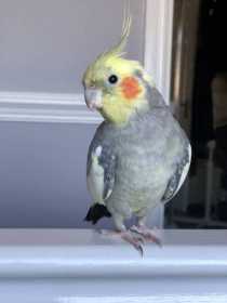 Lost Cockatiel