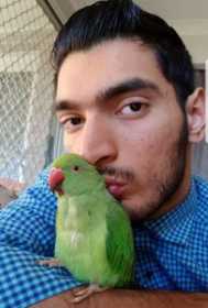 Lost Indian Ringneck Parakeet