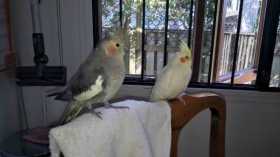 Lost Cockatiel