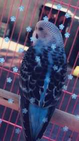 Lost Budgerigar