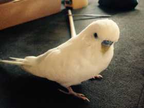 Lost Budgerigar