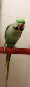 Lost Alexandrine