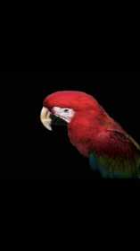 Lost Macaw