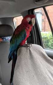 Lost Macaw