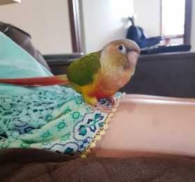 Lost Conure