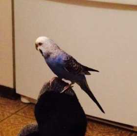 Lost Parakeet