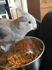 Lost Cockatiel