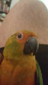 Lost Conure