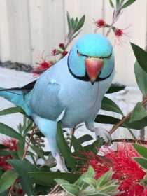 Lost Indian Ringneck Parakeet