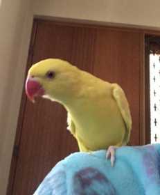 Lost Indian Ringneck Parakeet