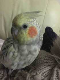 Lost Cockatiel