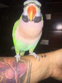 Lost Mustached / Moustached Parakeet
