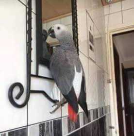 Lost African Grey