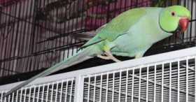 Lost Indian Ringneck Parakeet