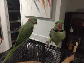 Lost Alexandrine