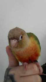 Lost Conure