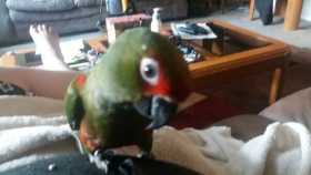 Lost Conure