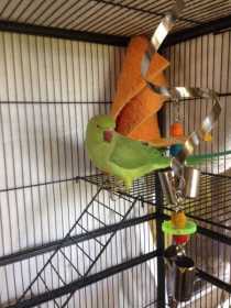 Lost Indian Ringneck Parakeet