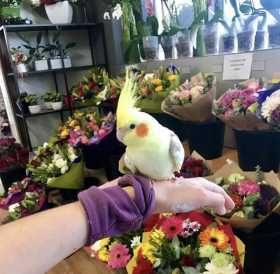 Lost Cockatiel
