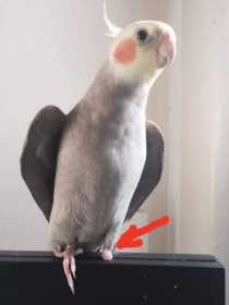 Lost Cockatiel