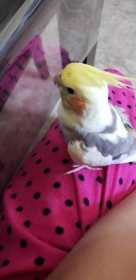 Lost Cockatiel