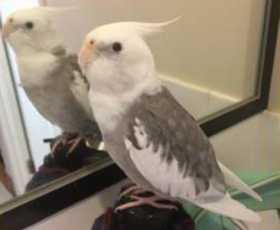 Lost Cockatiel