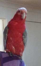 Lost Galah Cockatoo