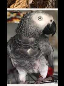 Lost African Grey