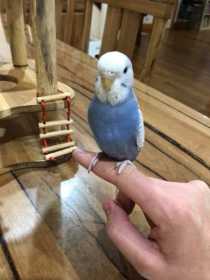 Lost Budgerigar