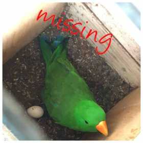 Lost Eclectus