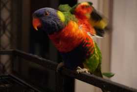 Lost Lory / Lorikeet